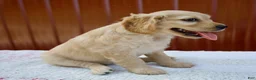 Miniature Golden Retriever dogs for sale: Greta - Ad 5