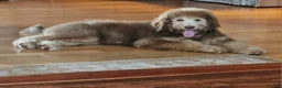 Bernedoodle dogs for sale: Ginger w golden eyes  - Ad 3