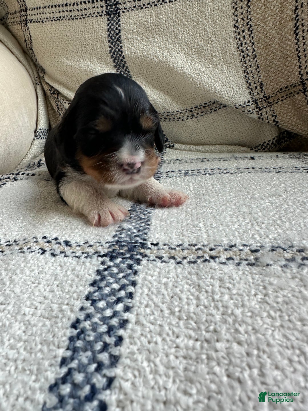 Miniature Bernese Mountain Dog dogs for sale: Miniature Bernese Mountain Dog Puppy 3 - Ad 1