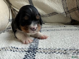 Miniature Bernese Mountain Dog dogs Miniature Bernese Mountain Dog Puppy 3 - Ad 6