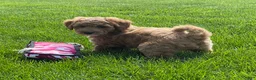 Mini Goldendoodle dogs for sale: Smokey Mini Goldendoodle Puppy  - Ad 6