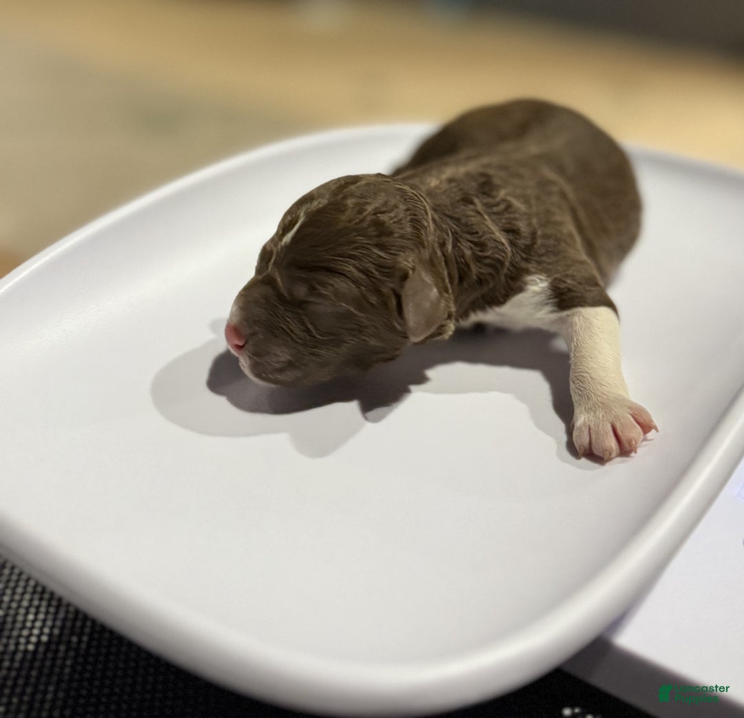 Lagotto Romagnolo dogs for sale: Lagotto Romagnolo Puppy 7 - Ad 1