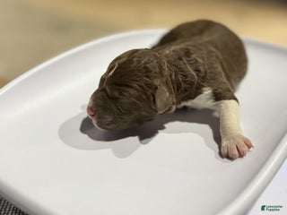 Lagotto Romagnolo dogs Lagotto Romagnolo Puppy 7 - Ad 5