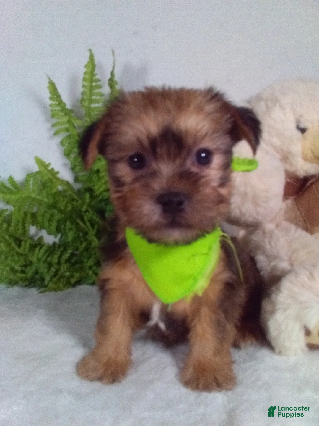 Shorkie dogs for sale: Baxter - Ad 1