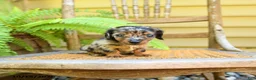 Miniature Dachshund dogs for sale: Princess - Ad 3