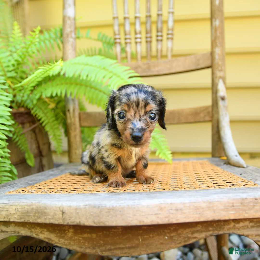 Miniature Dachshund dogs for sale: Princess - Ad 3