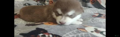 Meet Jinx, she is an akc Alaskan Malamute female. Red and white. She is looking for some to cuddle with her