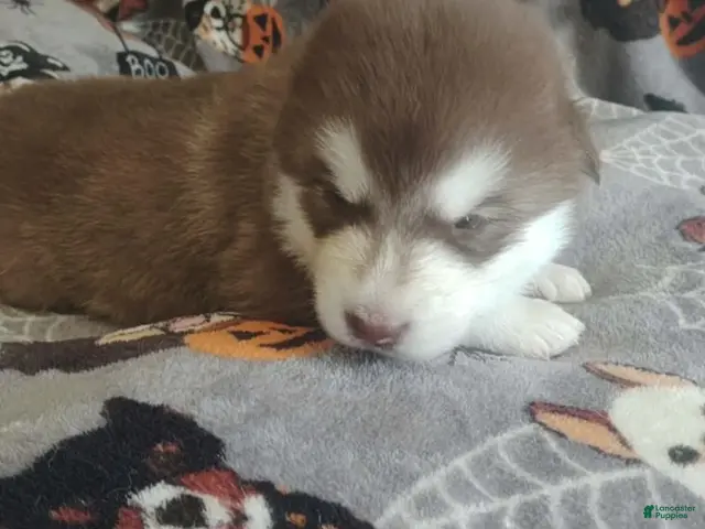 Alaskan Malamute dogs Meet Jinx, she is an akc Alaskan Malamute female. Red and white. She is looking for some to cuddle with her - Ad 1