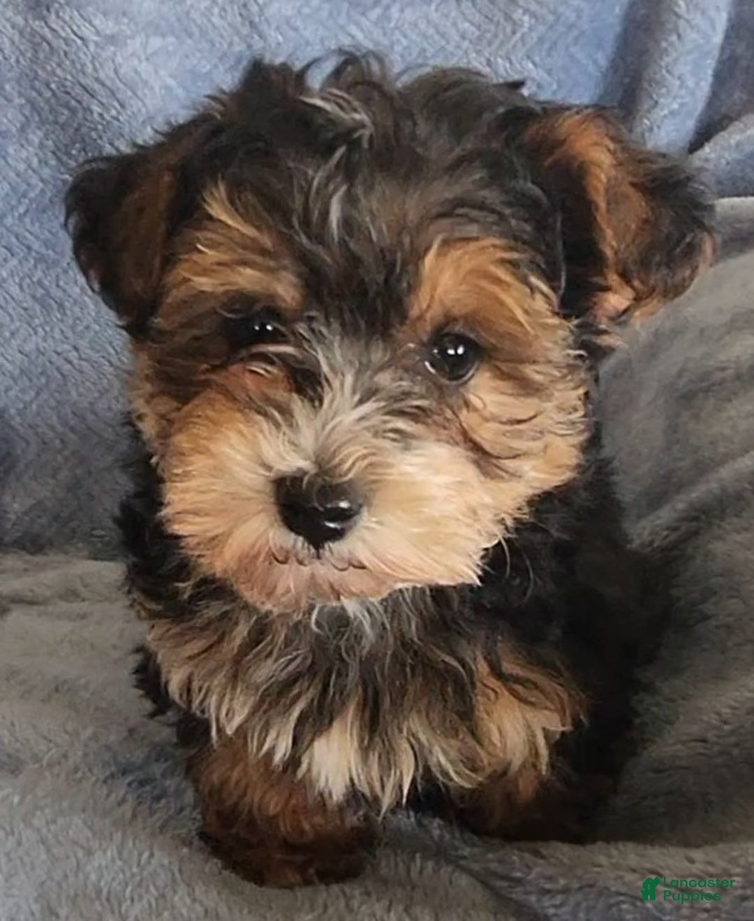 Yorkiepoo dogs for sale: Boyd - Ad 6