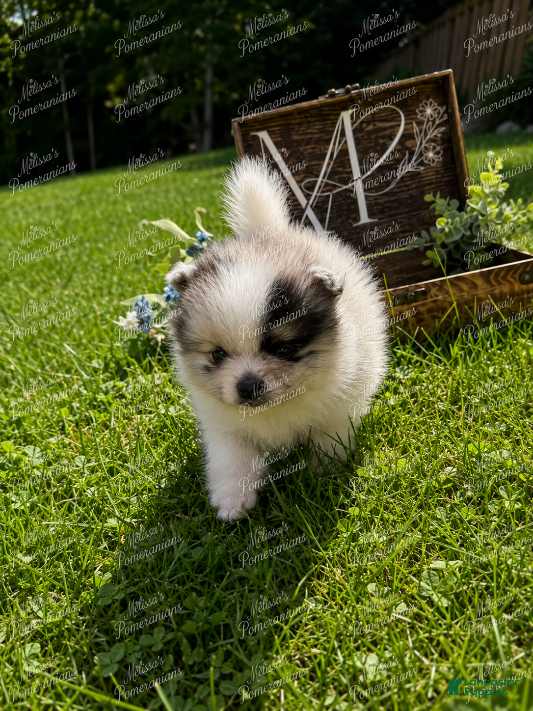 Pomeranian dogs Gizmo - Ad 1