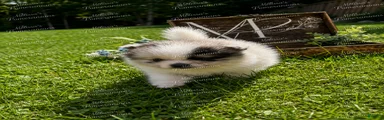 Gizmo
