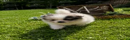 Pomeranian dogs for sale: Gizmo - Ad 1