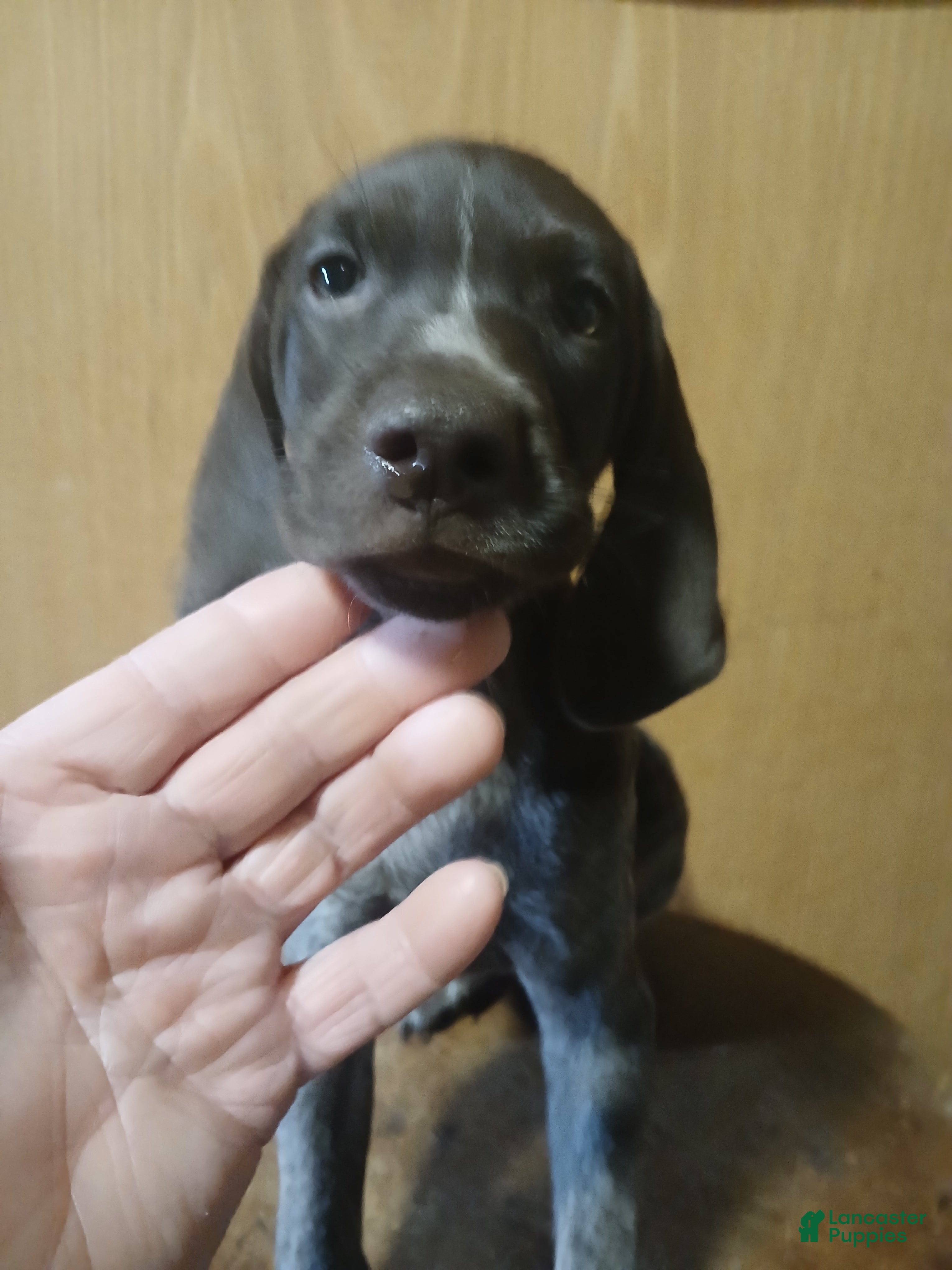German Shorthaired Pointer dogs German Shorthaired Pointer 4 - Ad 1