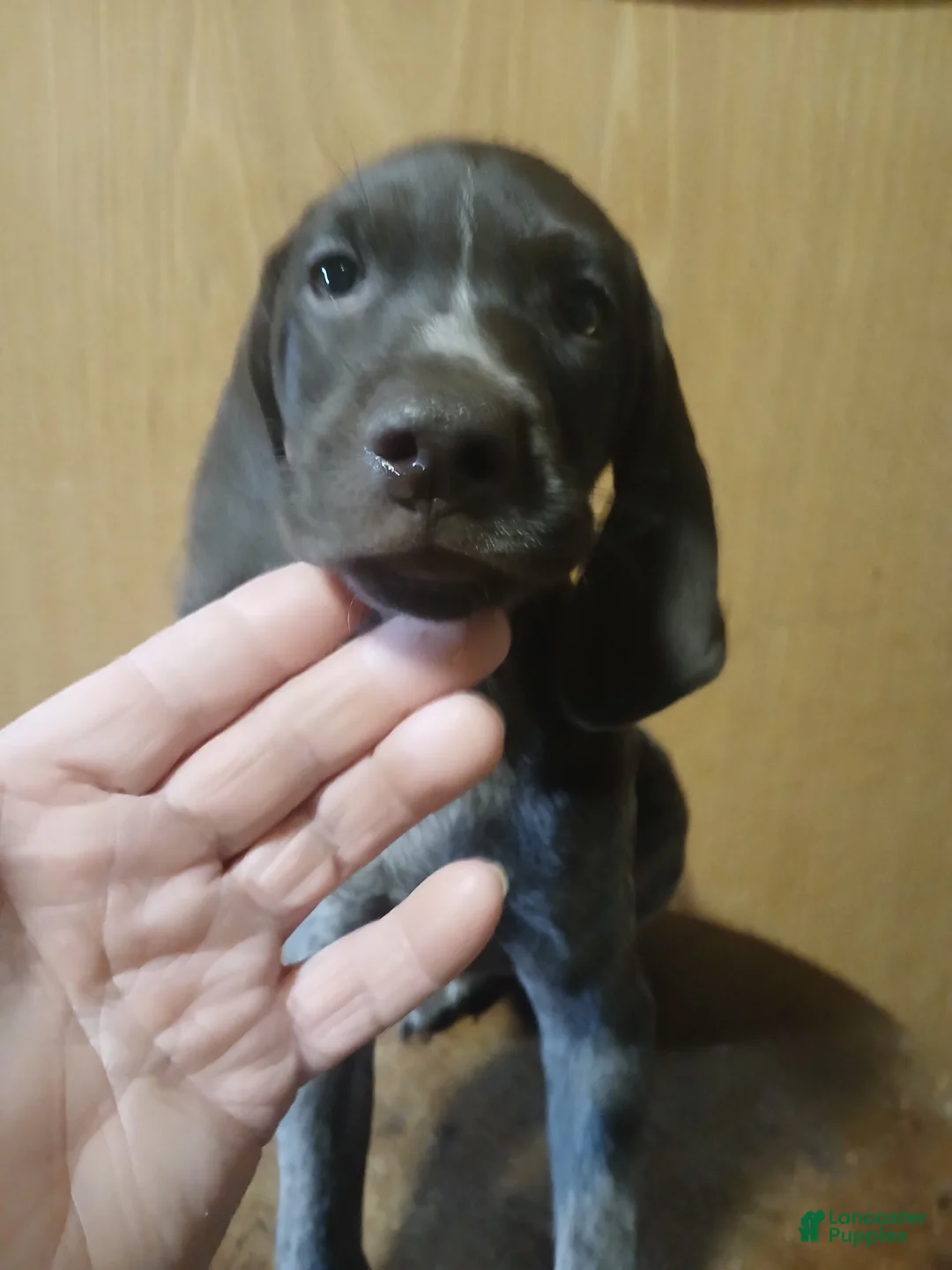 German Shorthaired Pointer dogs for sale: German Shorthaired Pointer 4 - Ad 1