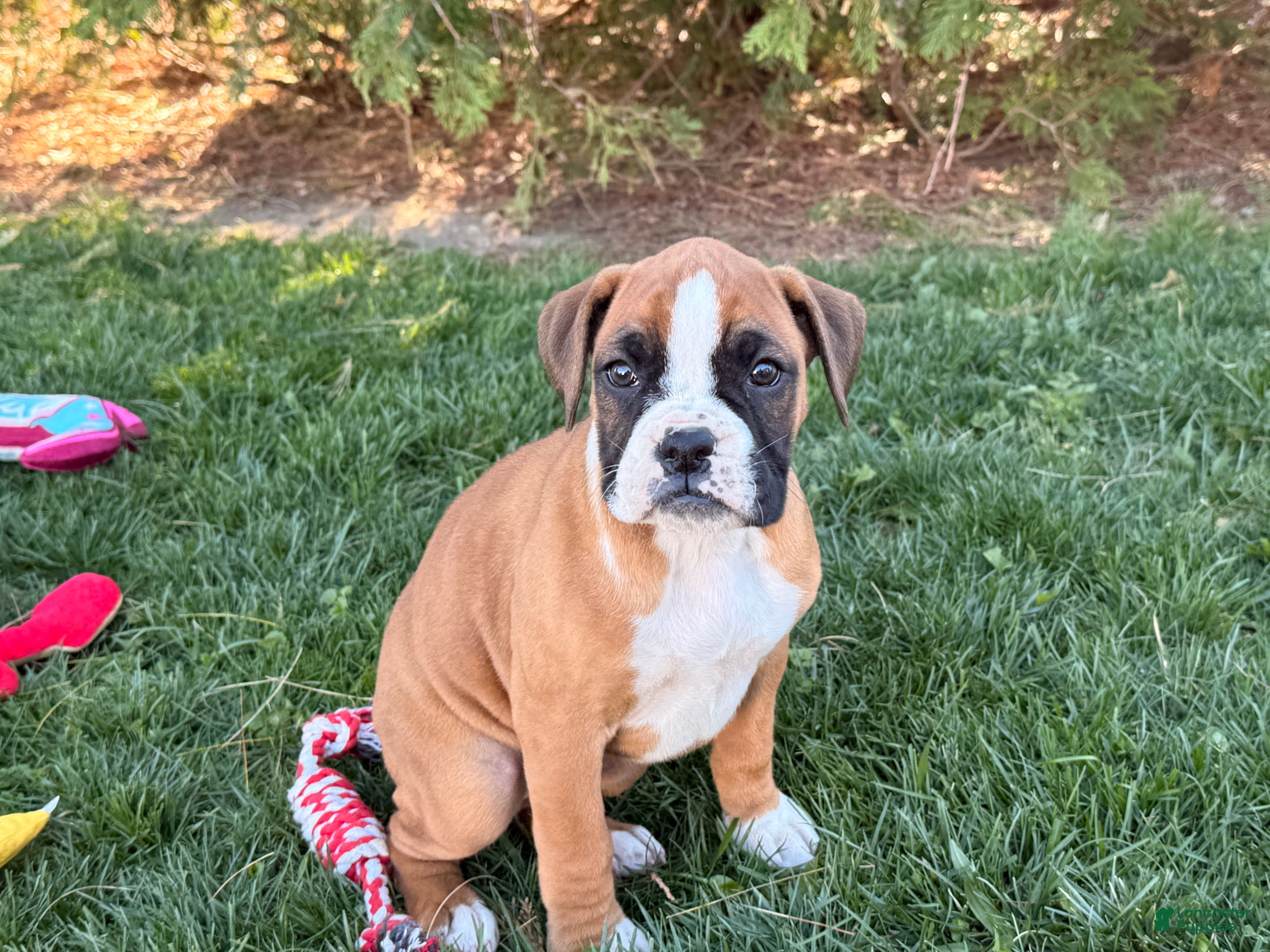 Boxer dogs Sunny - Ad 1