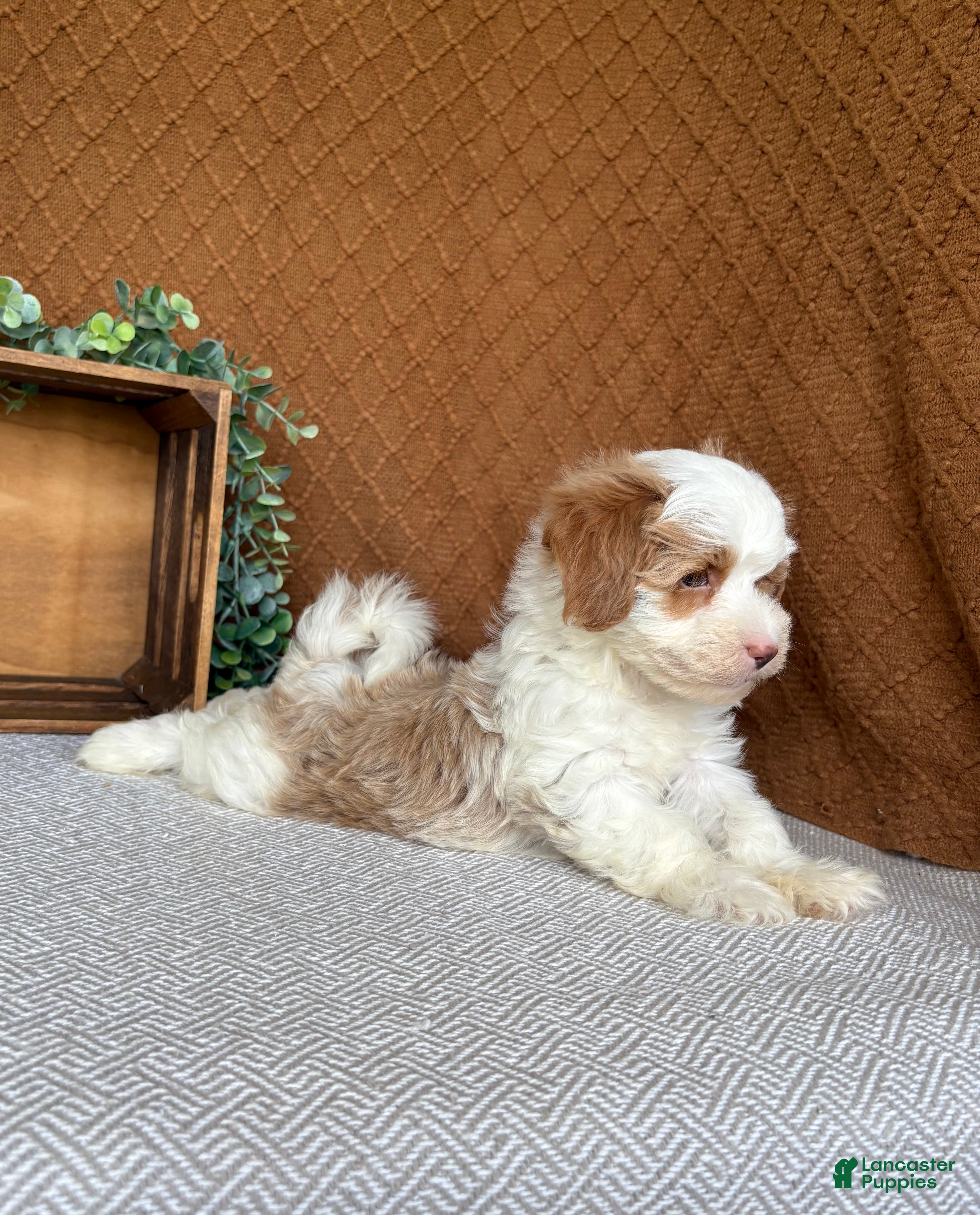 Havanese dogs Tasha - Ad 2