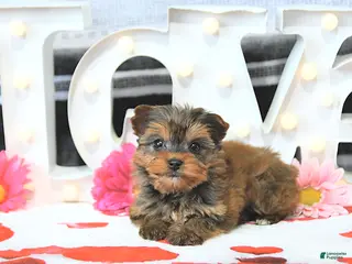 Yorkshire Terrier dogs Jessa - Ad 6