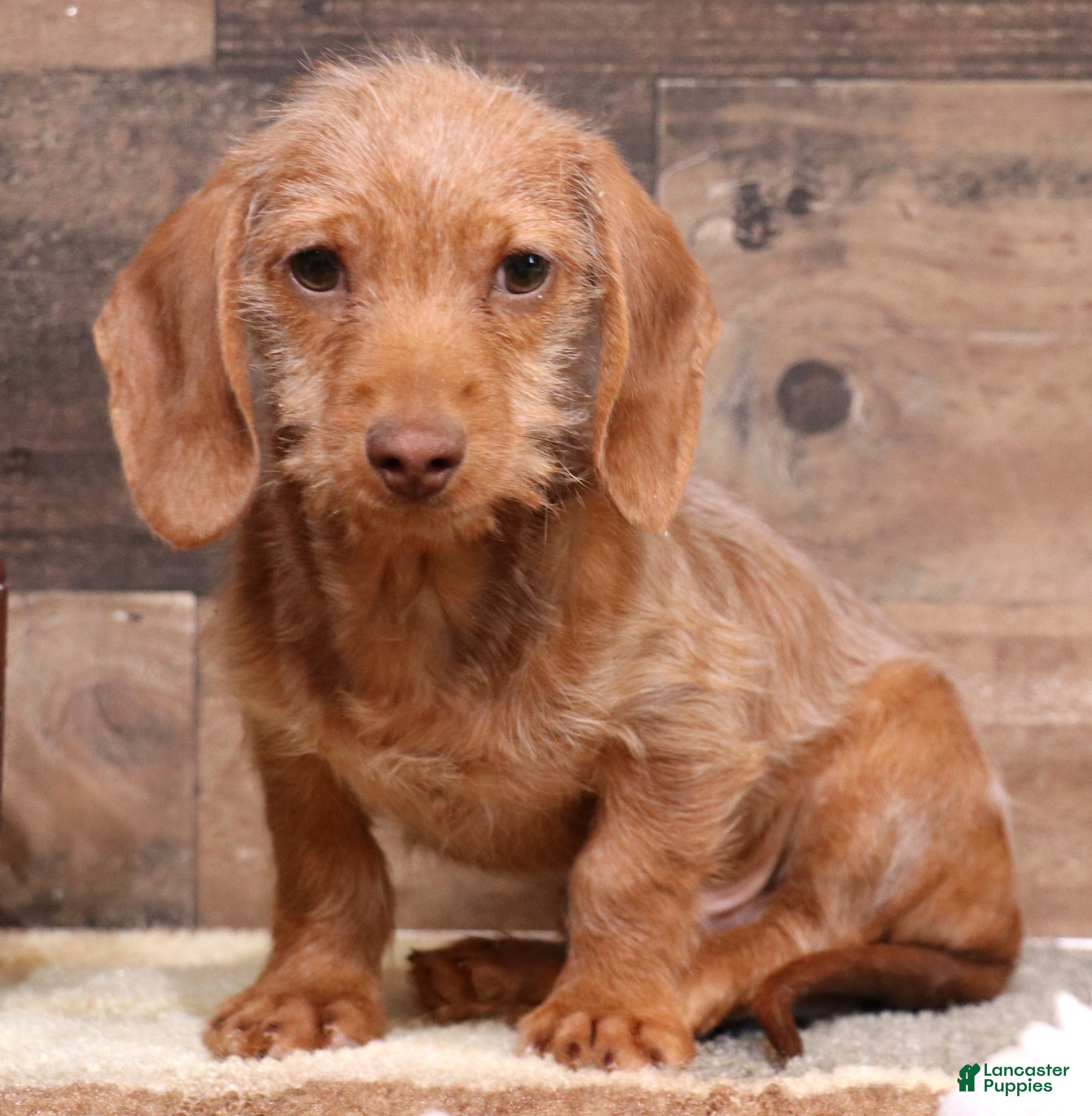 Miniature Dachshund dogs Bentley red wirehair male - Ad 4