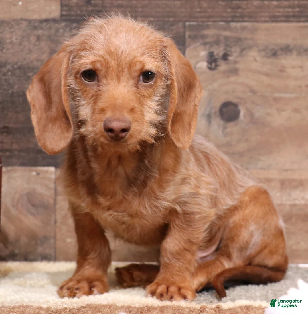 Miniature Dachshund dogs for sale: Bentley red wirehair male - Ad 1