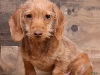 Miniature Dachshund dogs Bentley red wirehair male - Ad 4