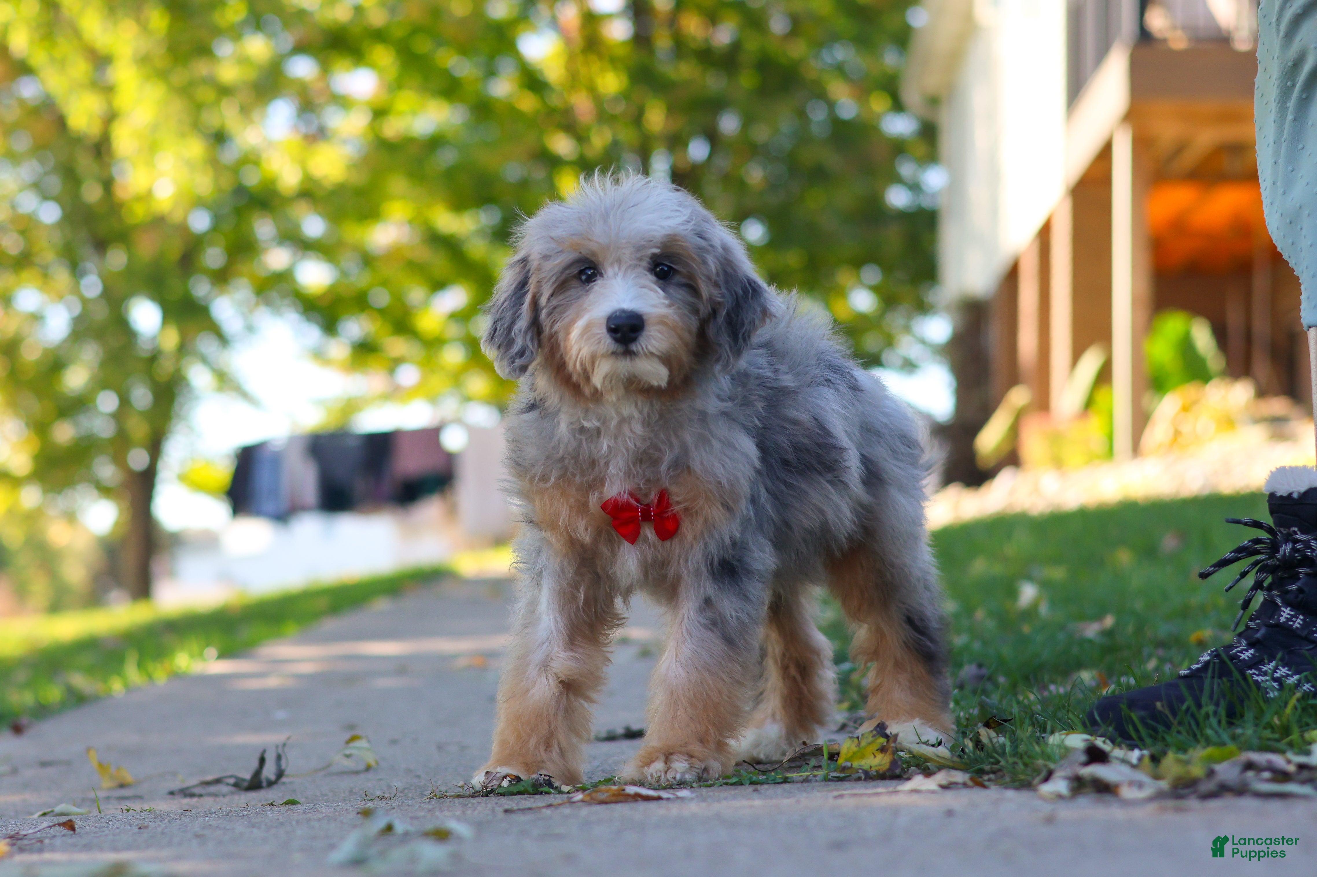 Mini Bernedoodle dogs for sale: Deadpool - Ad 2
