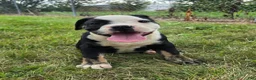 Olde English Bulldogge dogs for sale: Ed - Ad 4