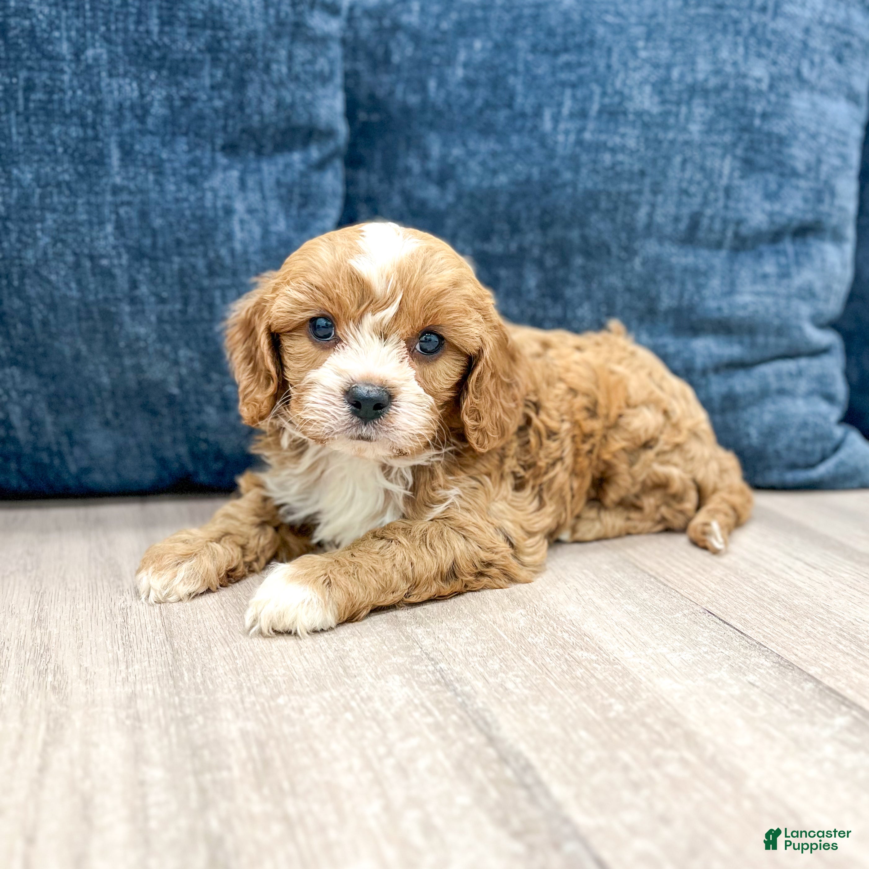 Cavapoo dogs Alex - Ad 2