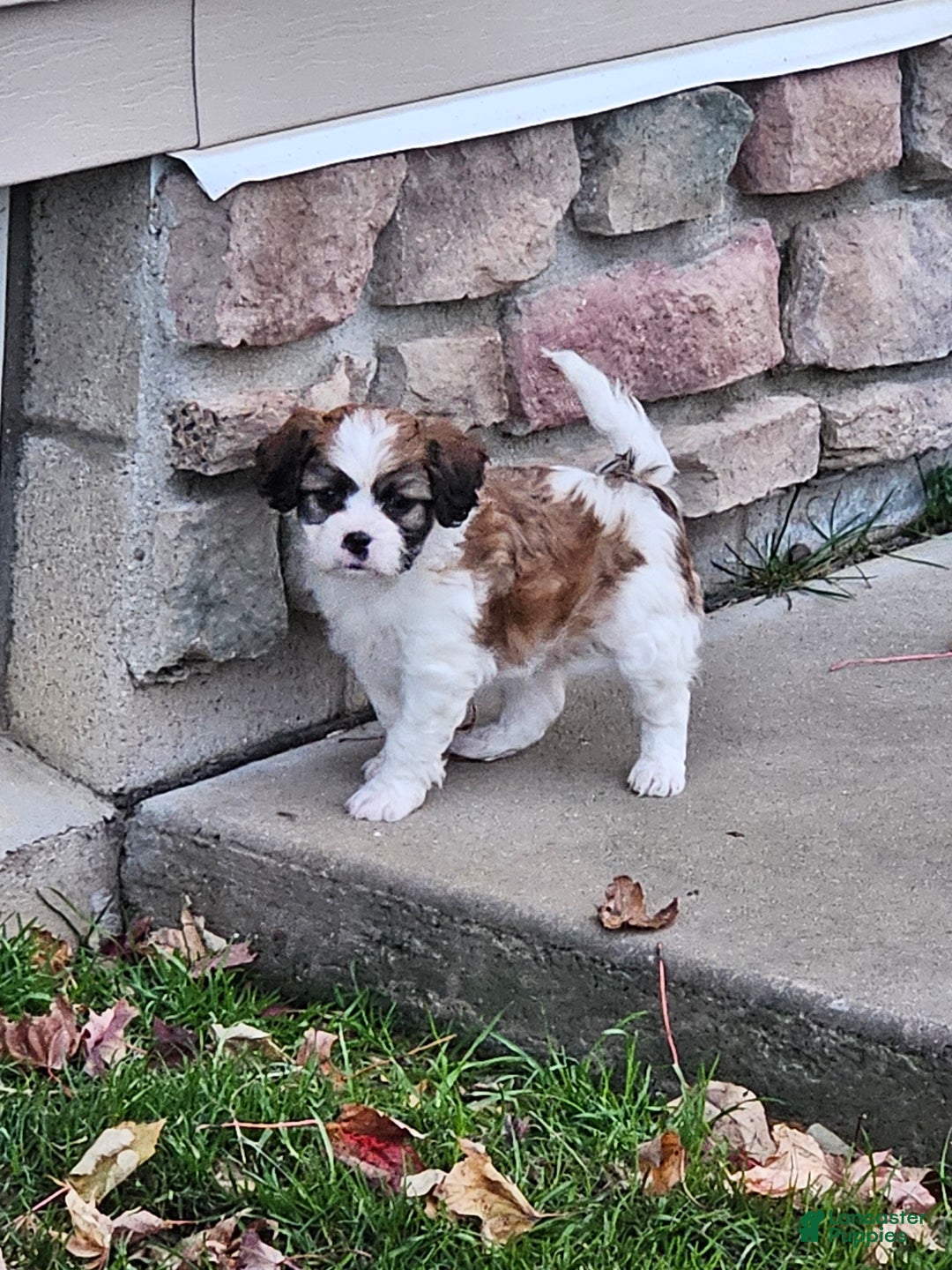 Mixed Breed dogs for sale: Biscuit  - Ad 4