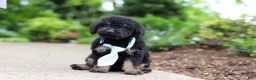 Cavapoo dogs for sale: Cooper - Ad 3