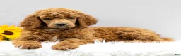 Standard Poodle dogs for sale: Melody - Ad 2