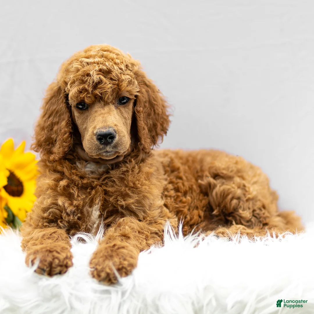 Standard Poodle dogs for sale: Melody - Ad 2