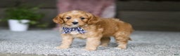 Cavalier King Charles Spaniel dogs for sale: Callie - Ad 9