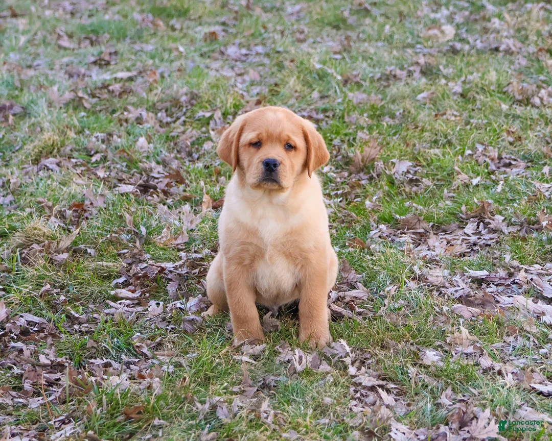 Labrador Retriever dogs for sale: Eagle - Ad 1