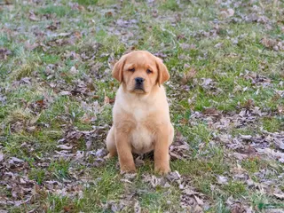 Labrador Retriever dogs Eagle - Ad 31