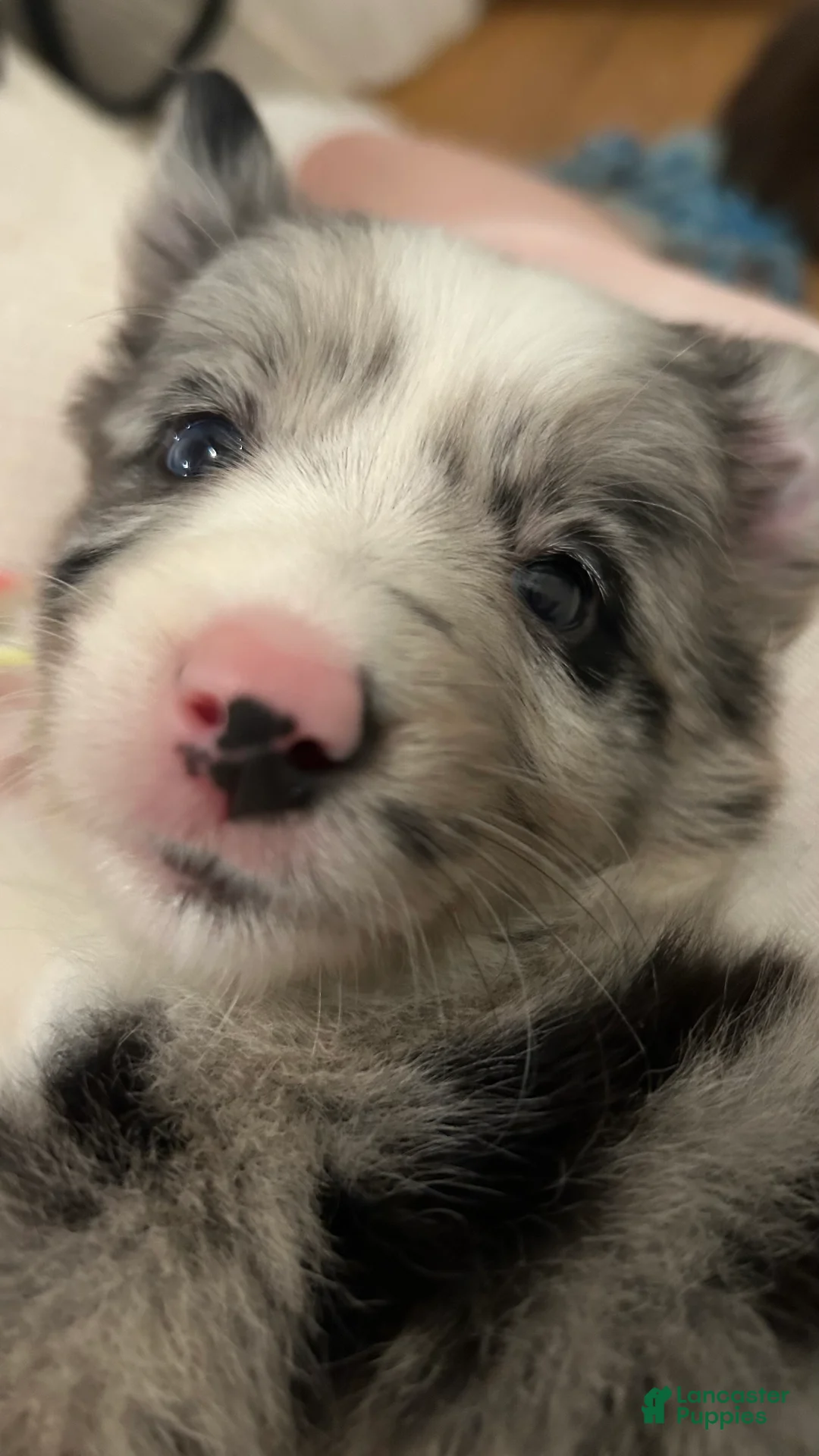 Border Collie dogs for sale: Charity Gayle - Ad 2