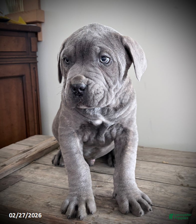 Cavalier King Charles Spaniel dogs Ranger - Ad 2