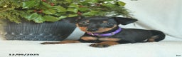 Miniature Pinscher dogs for sale: Pilot - Ad 2