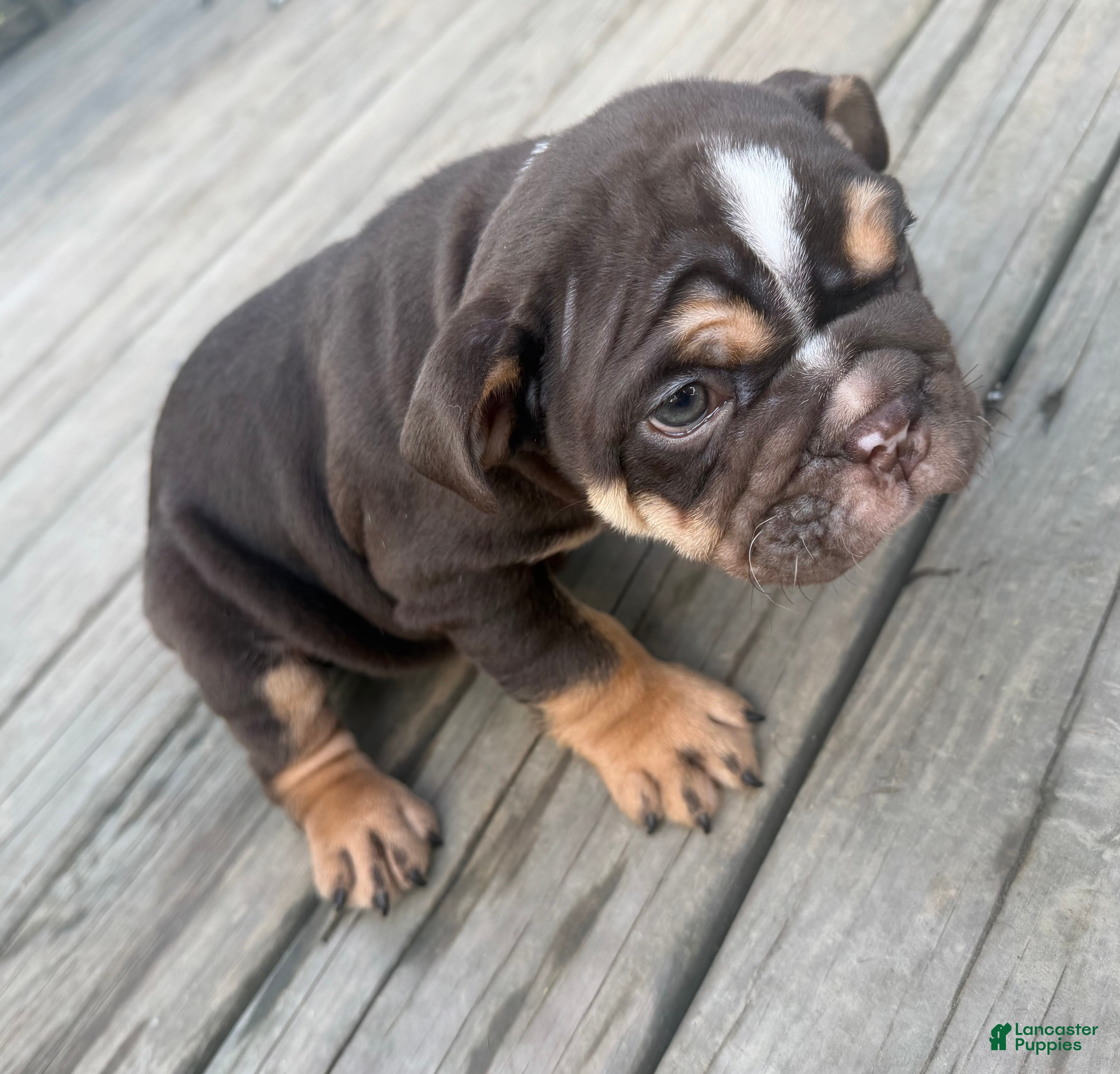 English Bulldog dogs Coco - Ad 15