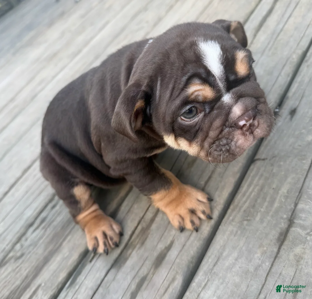 English Bulldog dogs for sale: Coco - Ad 1