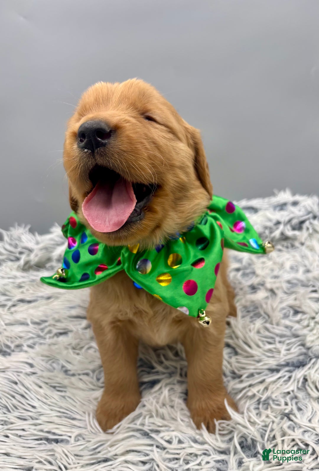 Golden Retriever dogs for sale: Golden Retriever Puppy - jasper - Ad 1