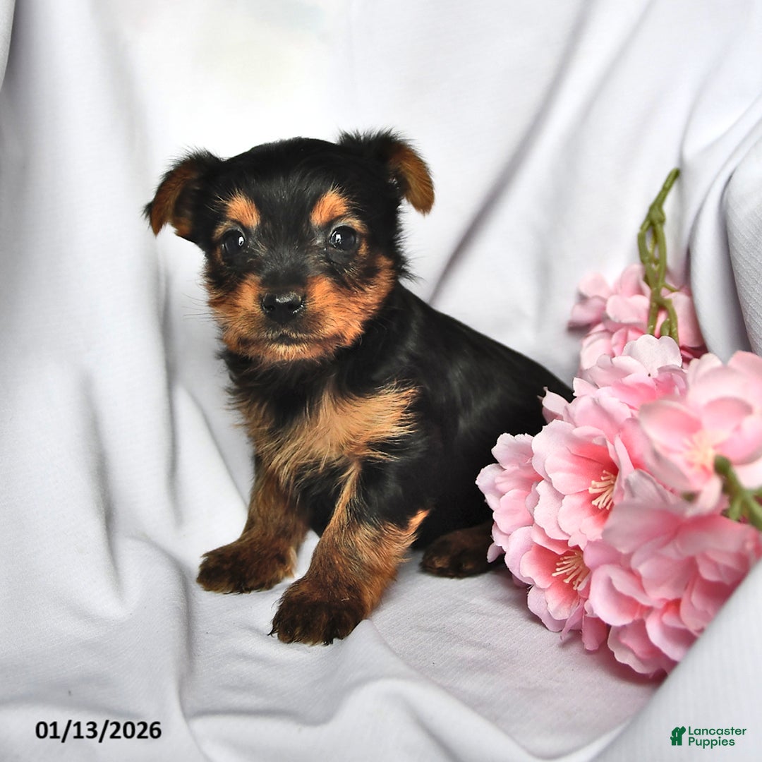 Yorkshire Terrier dogs for sale: Ryder - Ad 2