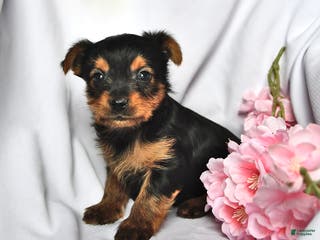 Yorkshire Terrier dogs Ryder - Ad 31