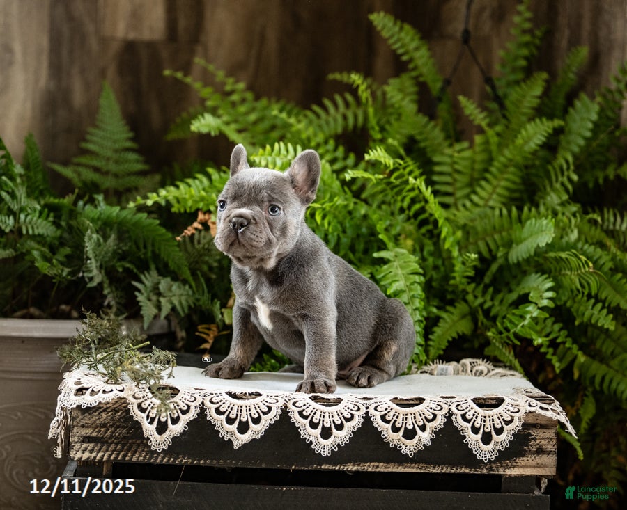French Bulldog dogs Roscoe - Ad 25