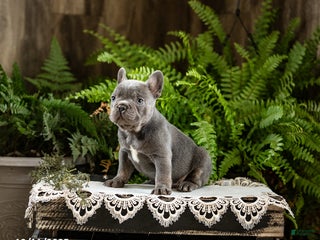 French Bulldog dogs Roscoe - Ad 21
