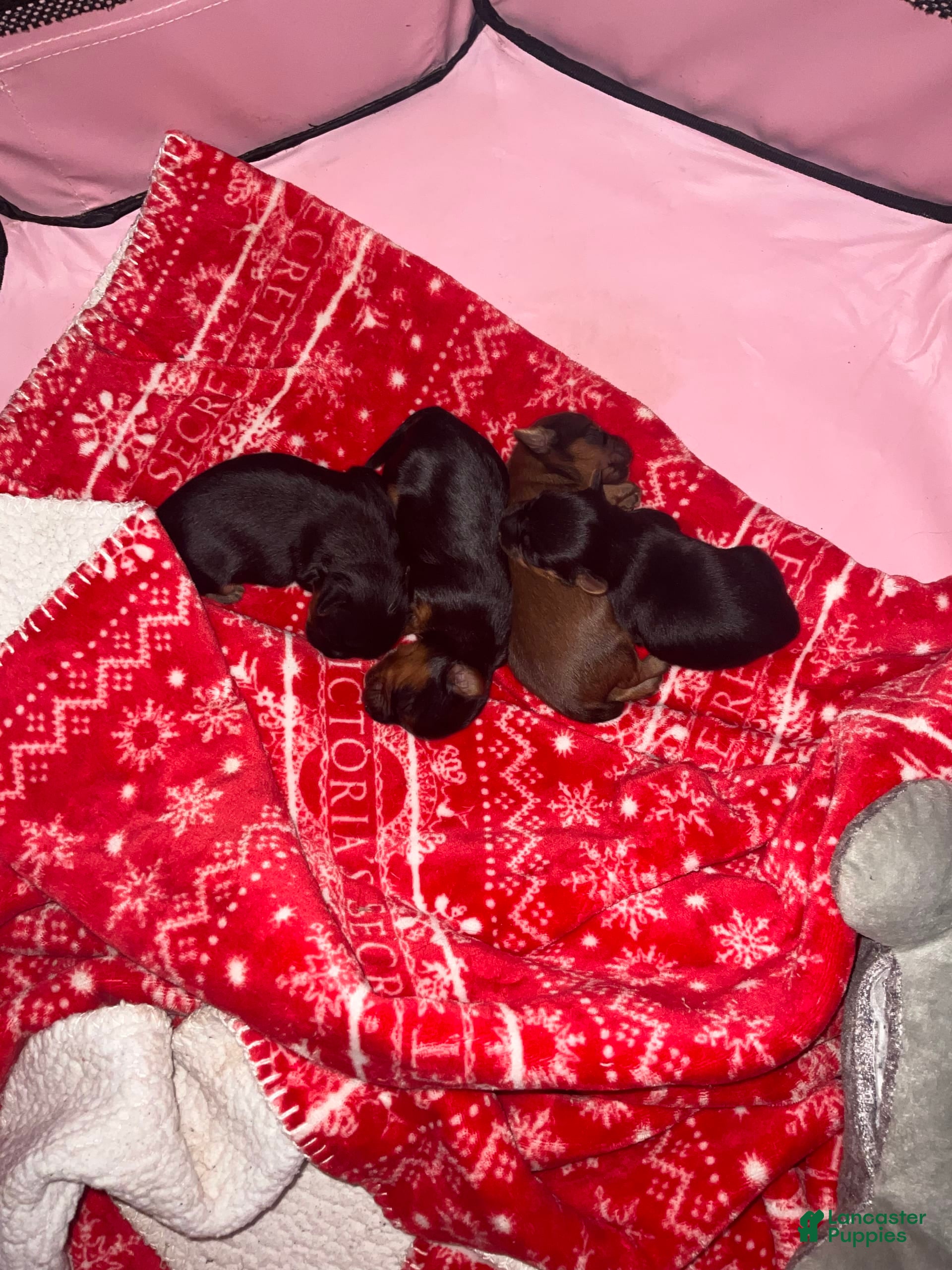 Yorkshire Terrier dogs Rubys Litter - Ad 30