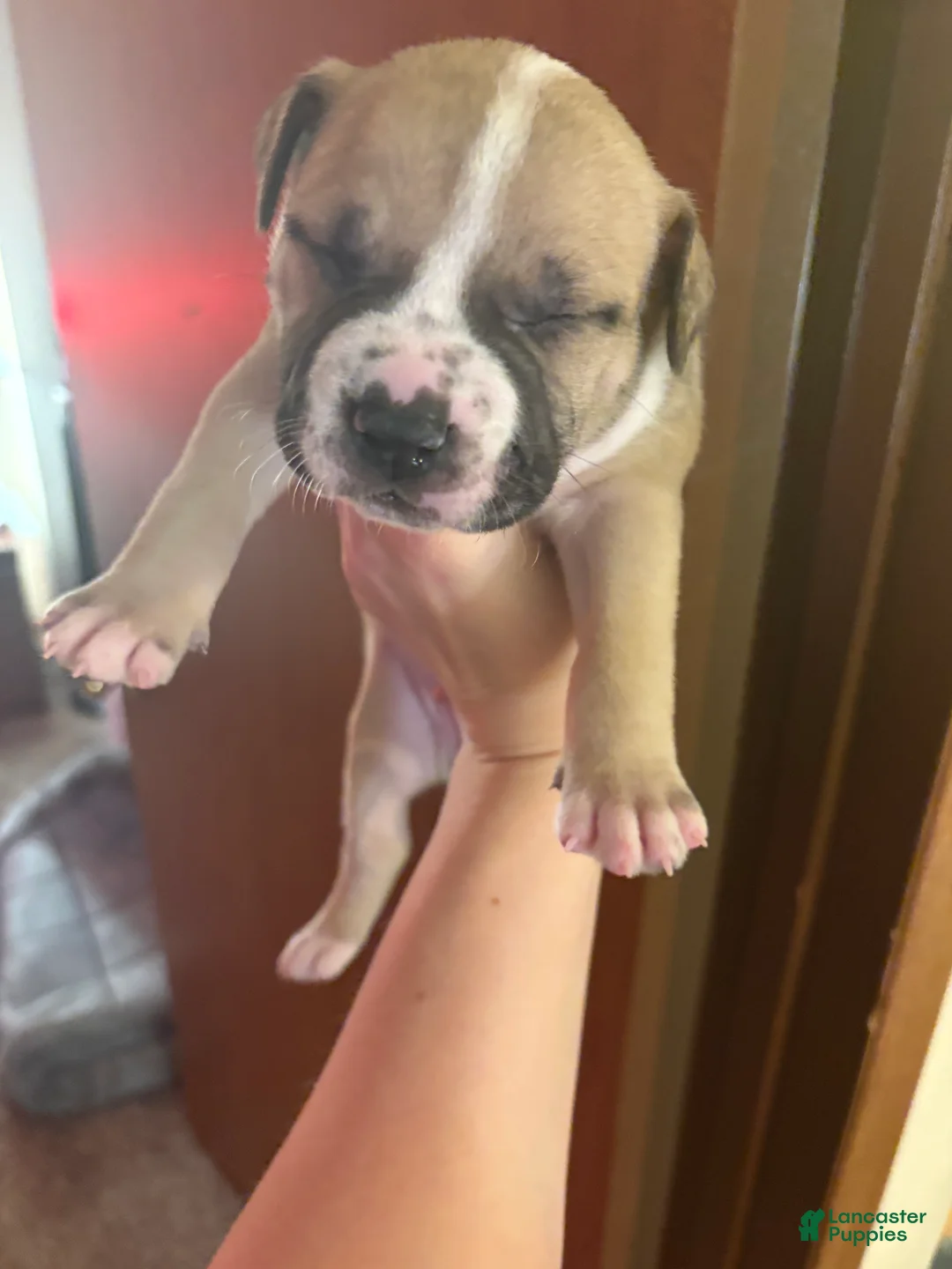 American Bully dogs for sale: American Bully 4 - Ad 1