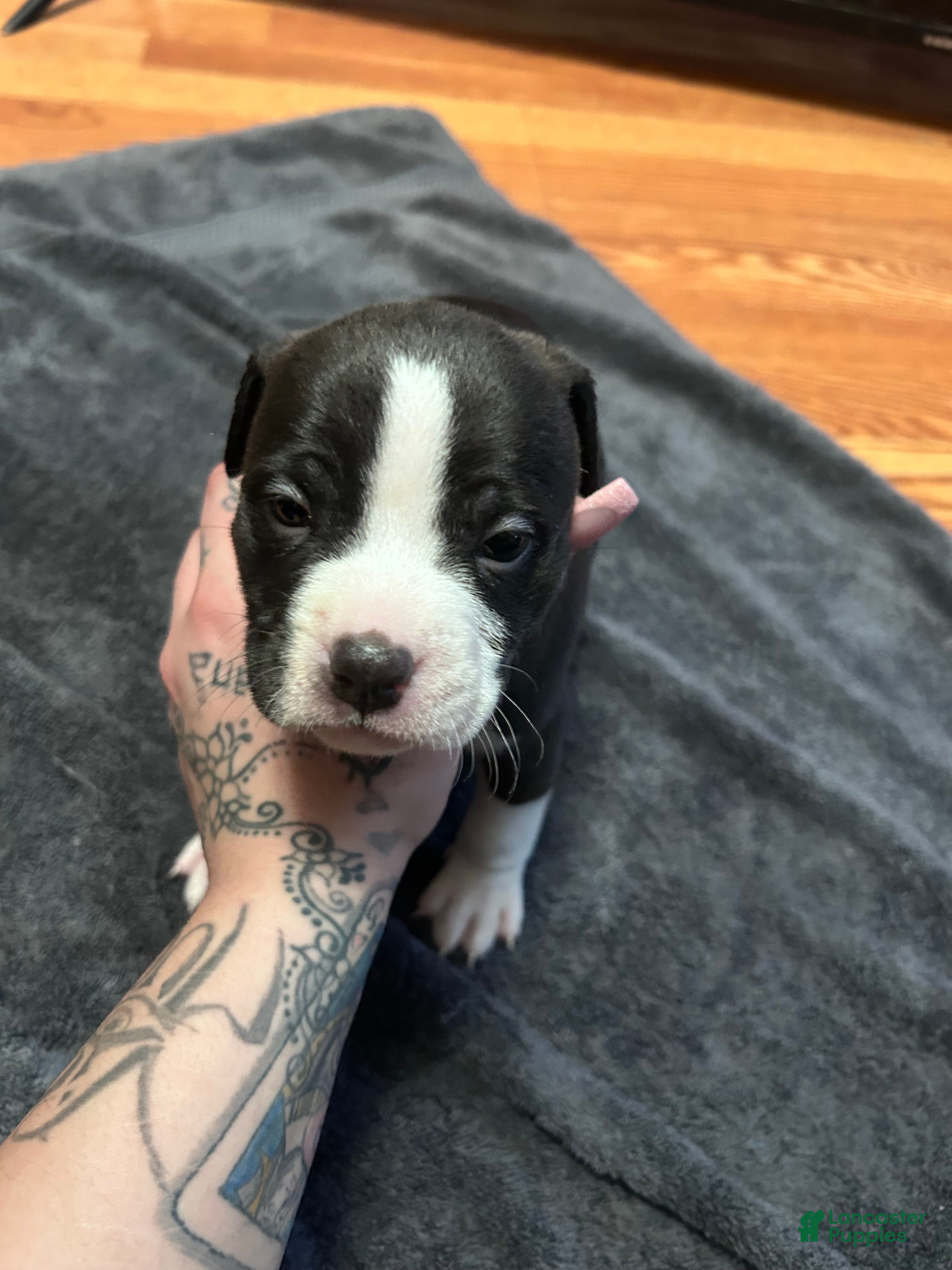 American Bully dogs American Bully Puppy 5 - Ad 40