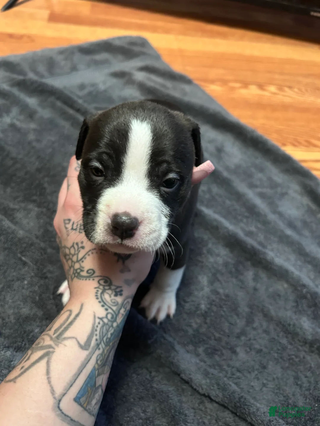 American Bully dogs for sale: American Bully Puppy 5 - Ad 1