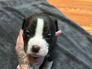 American Bully dogs American Bully Puppy 5 - Ad 40