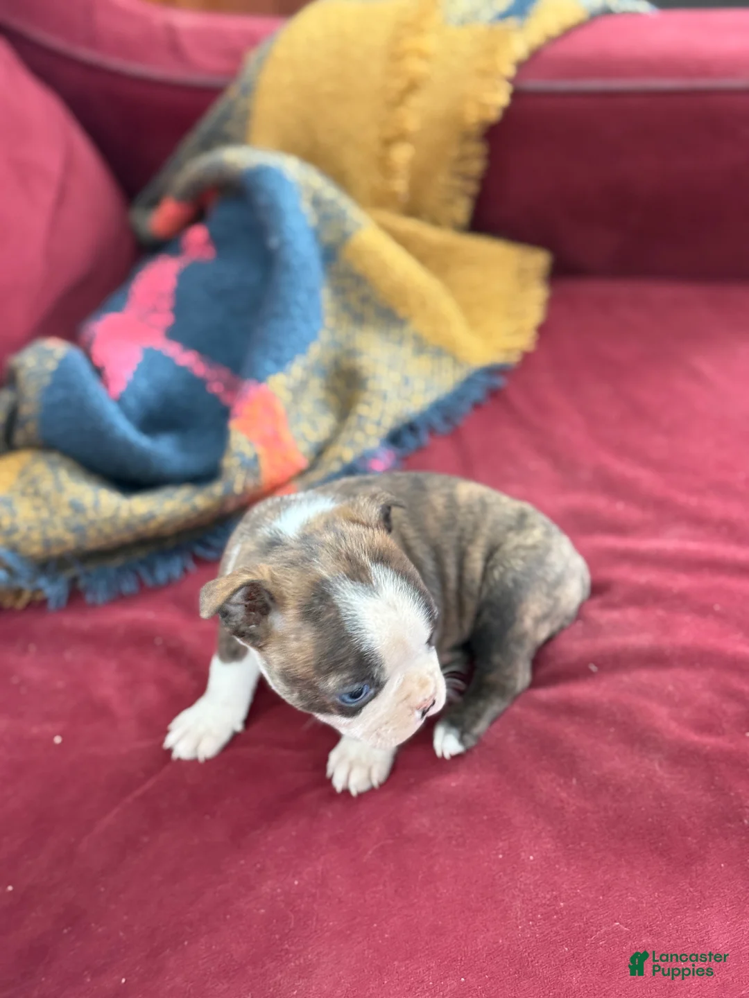Boston Terrier dogs for sale: Bert - Ad 14